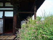 萩の寺、秋櫻の寺、古都の初秋を歩く　（2）_b0102572_2371325.jpg