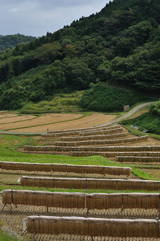 秋　〜もてぎ・石畑の棚田_d0137876_2122824.jpg