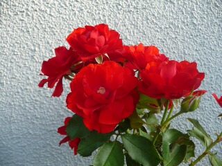 e0046477_2311462.jpg