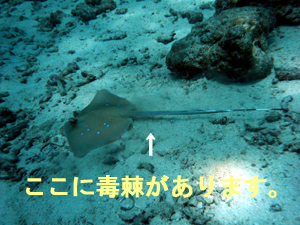 オープンウォーター講習2日目!_f0144385_21253991.jpg