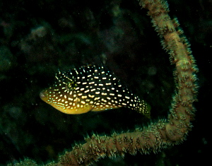 お気楽、極楽、フォトダイブ。_f0144385_22543916.jpg