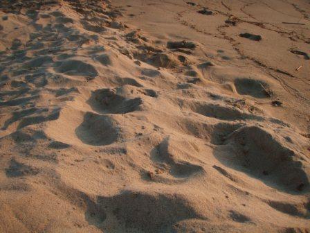 e0121286_1632391.jpg