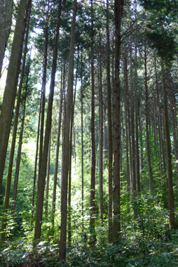 豊田市自然観察の森①_b0142989_17342846.jpg