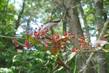 豊田市自然観察の森②_b0142989_17525151.jpg