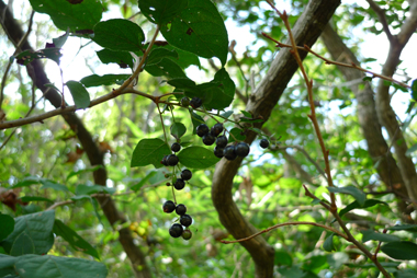 豊田市自然観察の森②_b0142989_17532168.jpg
