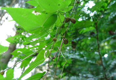 豊田市自然観察の森②_b0142989_17541840.jpg