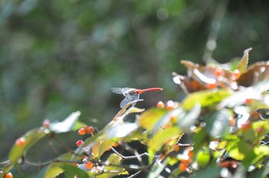 豊田市自然観察の森②_b0142989_1755362.jpg