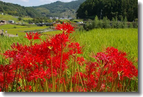 明日香を行く　２　＝彼岸花まつり＝_f0007689_7133980.jpg