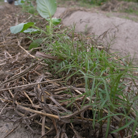 f0070493_201094.jpg