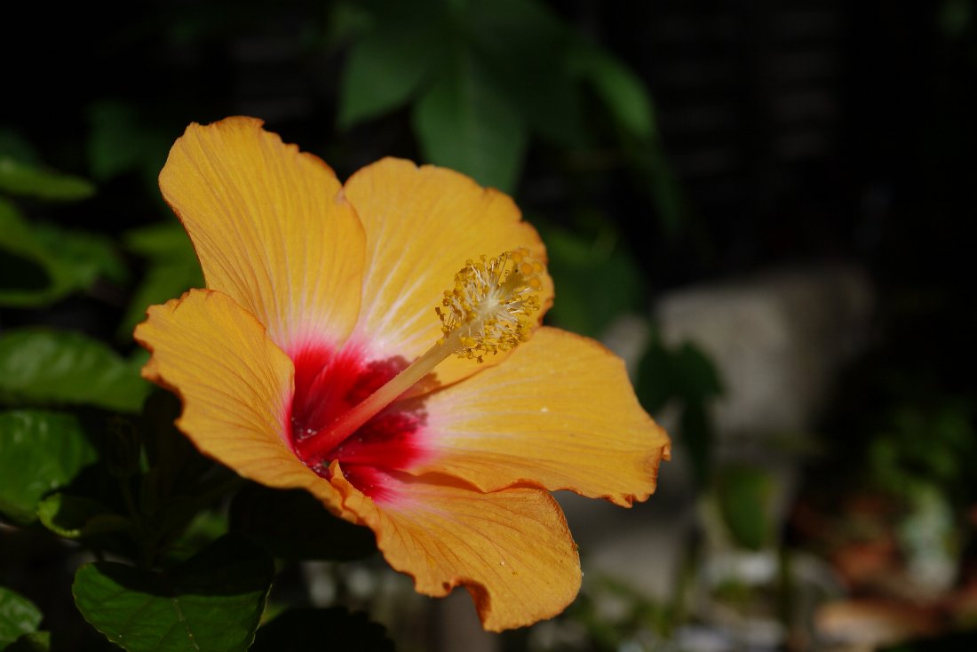 LUMIX GF1で御苑_c0124795_071435.jpg