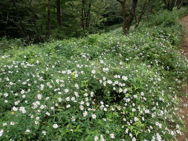 激しくもさわやかなり、高尾山陣場山トレイルランニング_d0122797_1115973.jpg