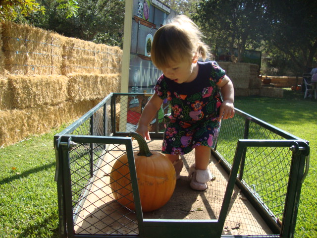 Pumpkin Patch of 2009_e0103700_123856100.jpg