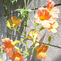 ◇9/21(月)~26(土)の展覧会情報◇ _e0189606_18324777.jpg