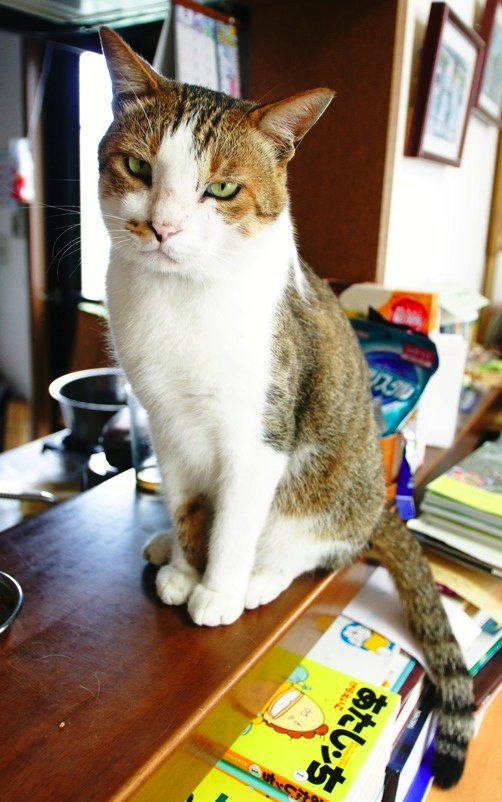 他人の空似 (他猫の空似)_c0025115_2222544.jpg