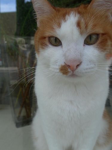 他人の空似 (他猫の空似)_c0025115_223797.jpg
