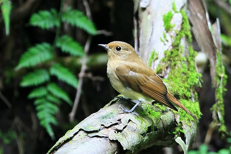 2009 09 22 地味な鳥メス達_d0127815_9154377.jpg