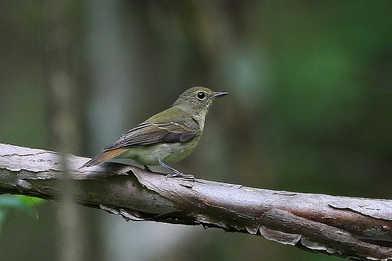 2009 09 22 地味な鳥メス達_d0127815_9161546.jpg