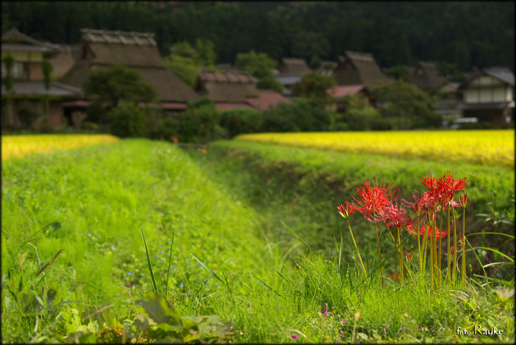 かやぶきの里／美山　-その２-_e0150228_2249515.jpg