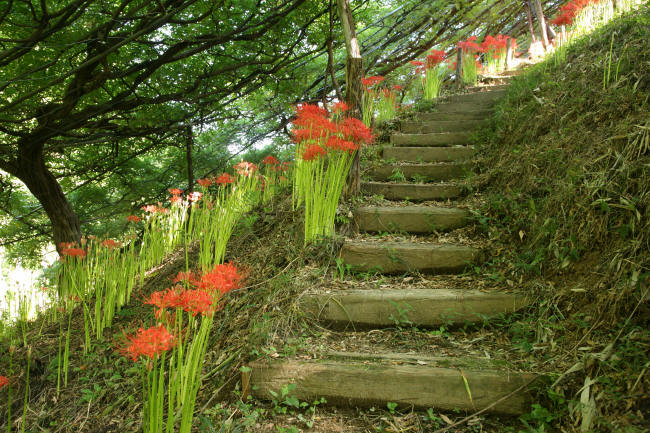 彼岸花の咲く丘_f0017530_19322889.jpg