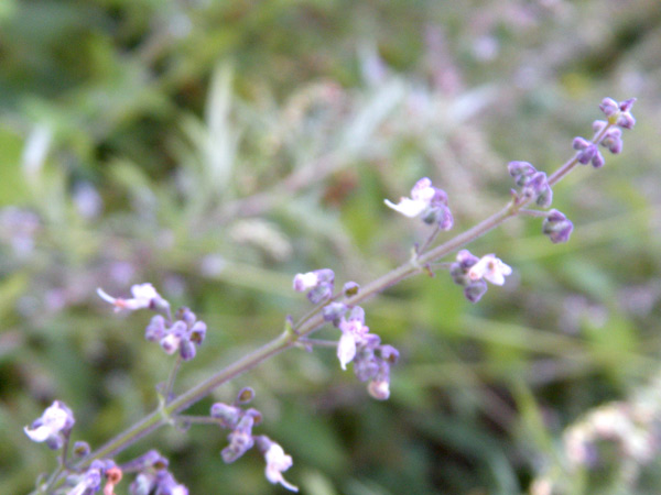c0047341_60299.jpg