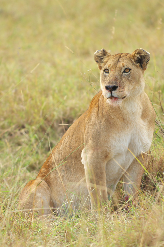 マサイマラ国立保護区－ ライオン（Lion） : oto-のPhoto Gallery