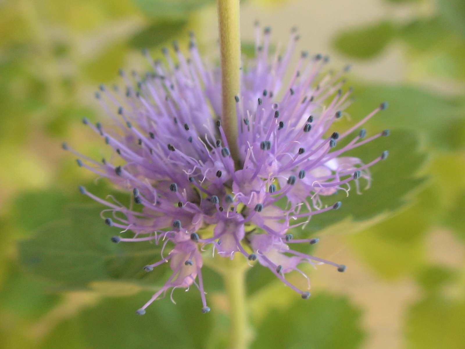 2009.長月秋風22-2　段菊　ダンギク_c0042153_7372347.jpg