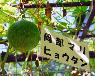 京都府立植物園　ナンバンギセルとツリフネソウの盗蜜者_e0035757_16473387.jpg