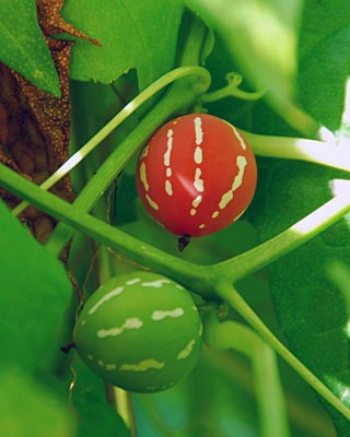 京都府立植物園　ナンバンギセルとツリフネソウの盗蜜者_e0035757_16481643.jpg