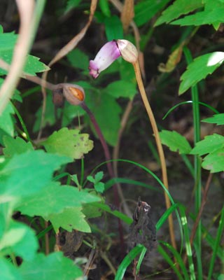 京都府立植物園　ナンバンギセルとツリフネソウの盗蜜者_e0035757_16484534.jpg