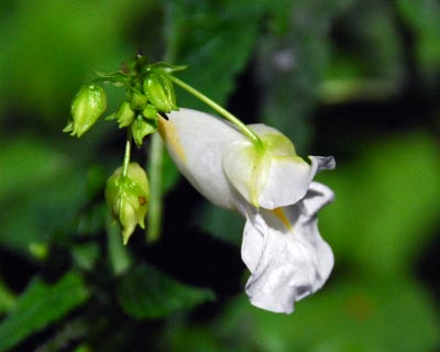 京都府立植物園　ナンバンギセルとツリフネソウの盗蜜者_e0035757_16585090.jpg