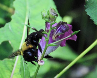 京都府立植物園　ナンバンギセルとツリフネソウの盗蜜者_e0035757_16592733.jpg