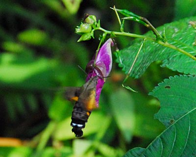 京都府立植物園　ナンバンギセルとツリフネソウの盗蜜者_e0035757_16595858.jpg