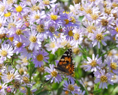 e0035757_1704419.jpg