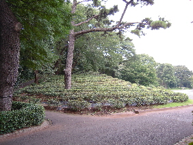 江戸城パート2_e0033570_22492674.jpg