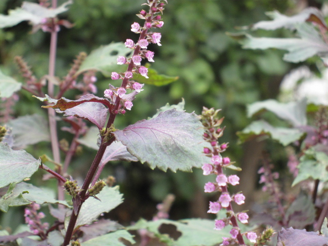 紫蘇の花 風の通る庭 紫蘇の花 風の通る庭