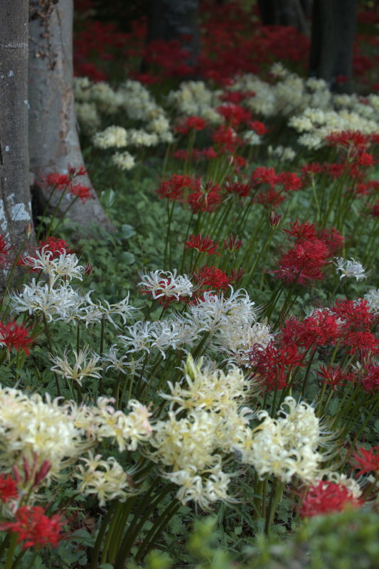 彼岸花　　祖光院_b0044477_0231654.jpg