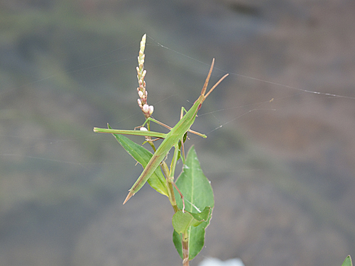 ショウリョウバッタ_c0203681_14461385.jpg