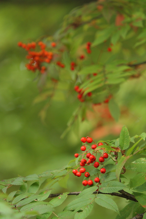 紅葉　裏磐梯から_e0143883_19103153.jpg