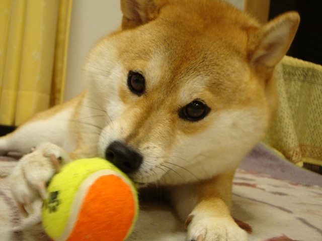 まんまるお顔_a0126590_6465882.jpg