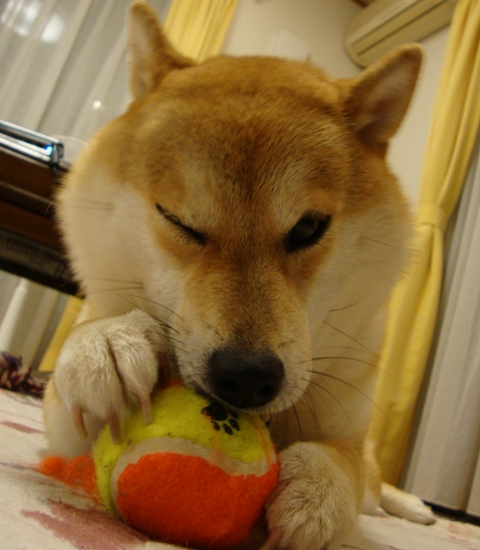 まんまるお顔_a0126590_6482174.jpg