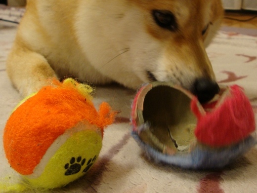 まんまるお顔_a0126590_762141.jpg