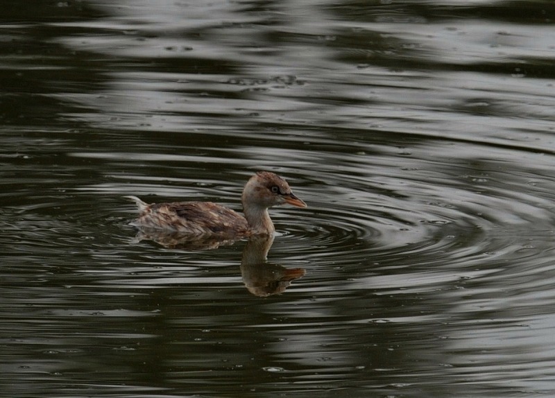 一週間前、湖公園で_a0117893_23551435.jpg