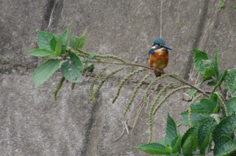 c0187503_1746915.jpg