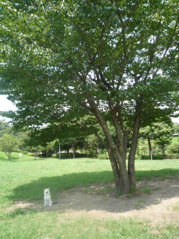 e0131506_23155645.jpg