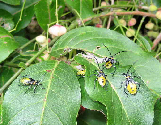 庭のマユミの葉っぱに虫が密集 昆虫ブログ むし探検広場