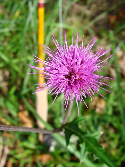e0123808_059496.jpg