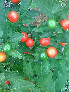 d0012611_2303279.jpg