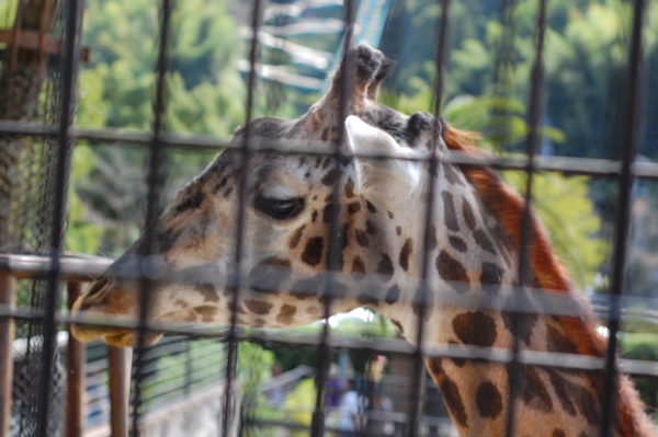 日本平動物園_b0174518_2371073.jpg