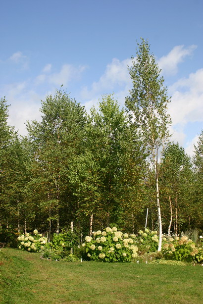 d0143719_1001239.jpg