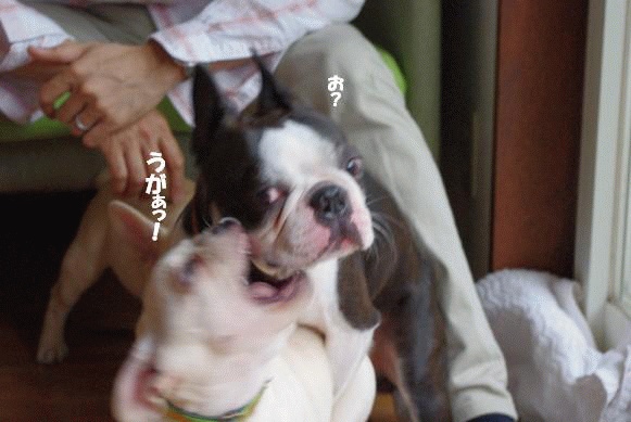 e0103831_1503311.gif
